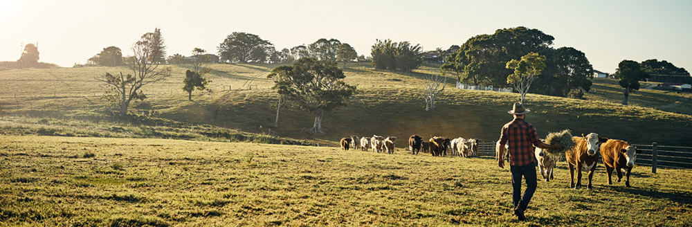 Cattle moving on rural hillside with farmer